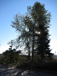 This cottonwood (Populus) and evergreen has grown very tall on the edge of the Flats.