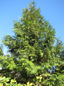 And a majestic Cedar (Thuja Plicata) - still quite small