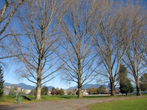 Cottonwoods at Strathcona Park