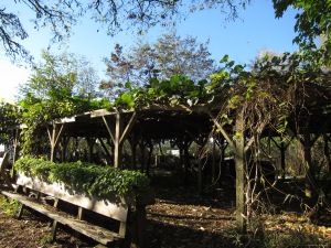 The Kiwi Arbour at Cottonwood Gardens