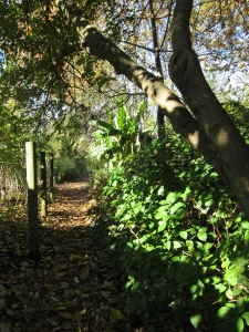 Beautiful, magical Cottonwood Community Garden