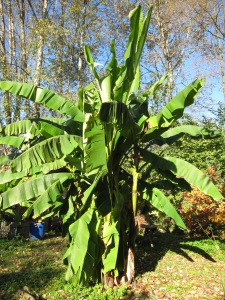 The banana tree! In cold Vancouver!