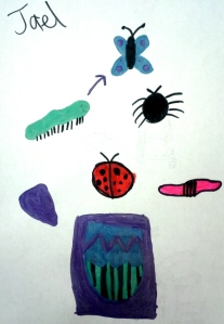 insect_drawings